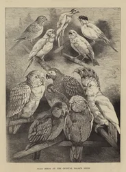 Præmiefugle på Crystal Palace-showet